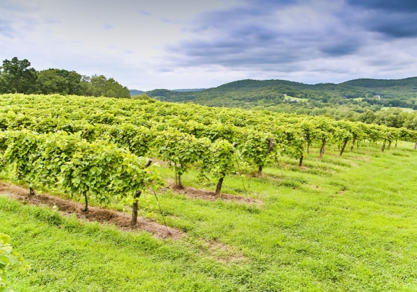 Adam-Puchta-vineyard