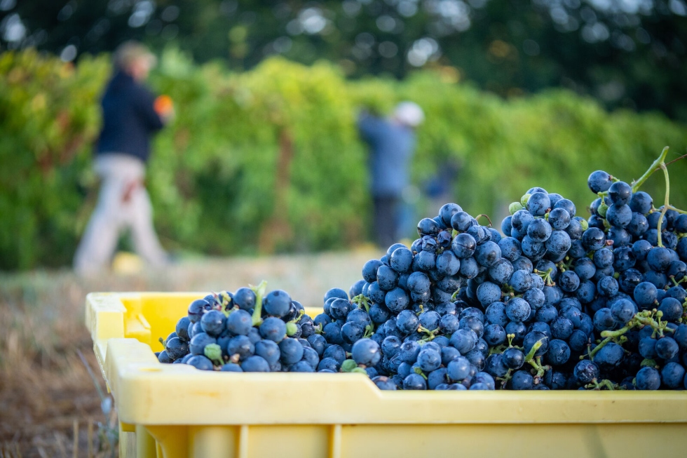 Hand picking purple grapes